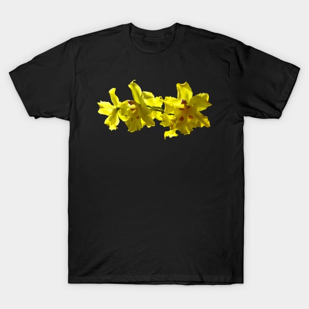 Backlit Yellow Orchids T-Shirt by SusanSavad